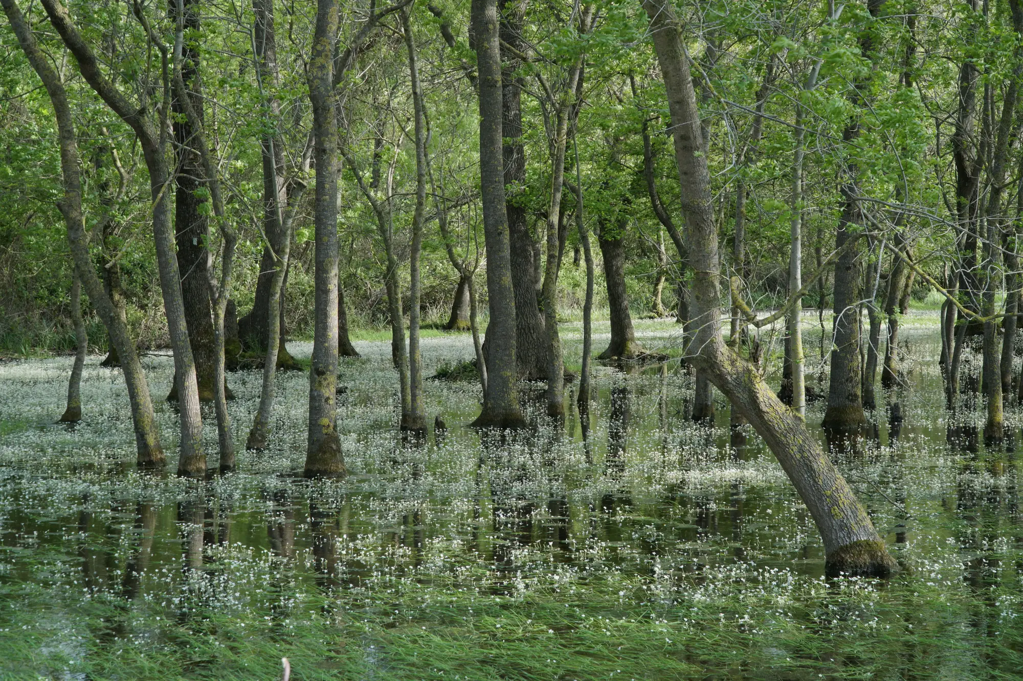 Standing water spread under the trunks of a forested wetland in spring