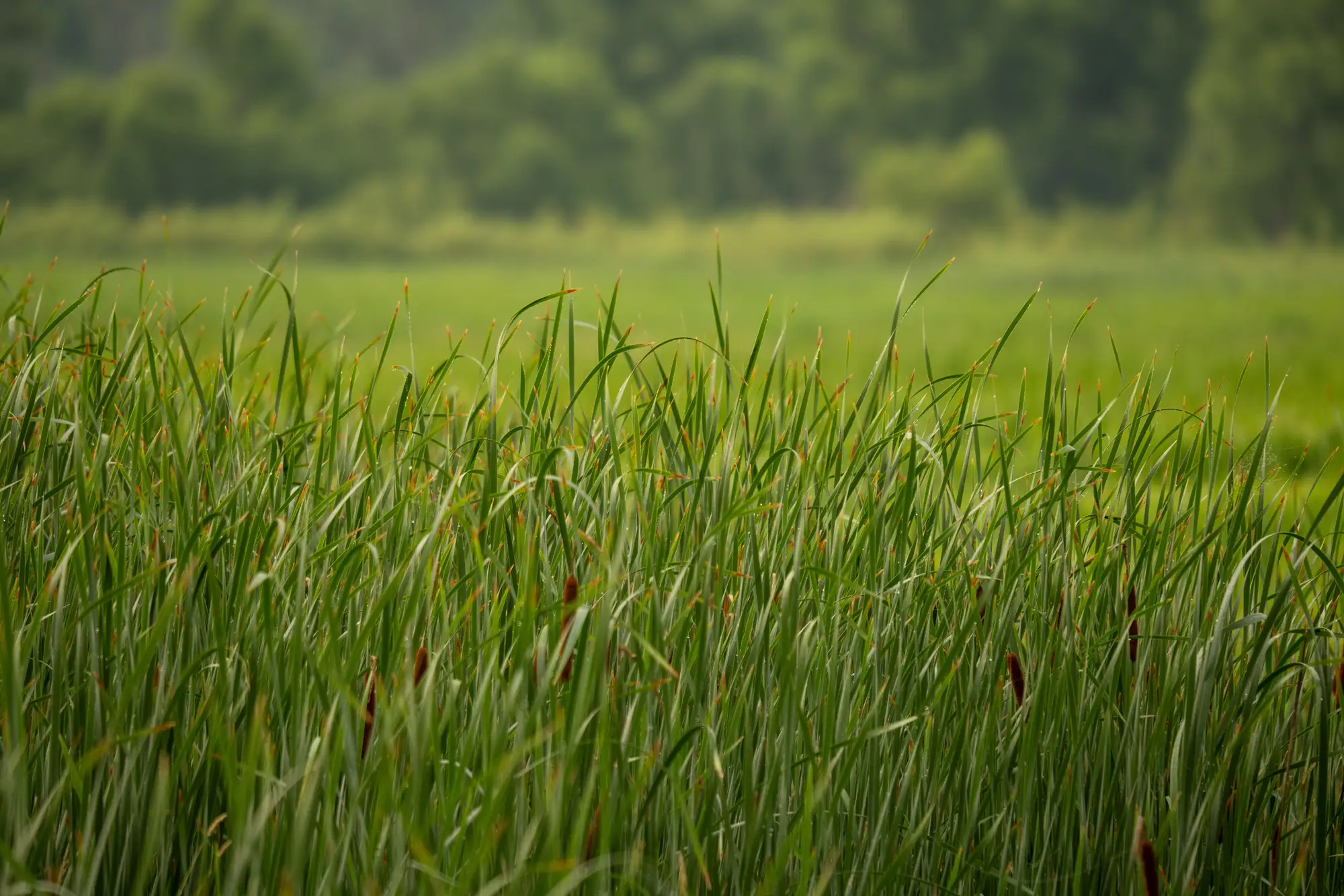Cattails standing thick in an emergent marsh, a wet meadow and a line of trees behind